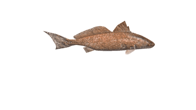 Fish moving side to side